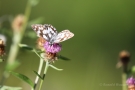 Schachbrett-Falter (Melanargia galathea)