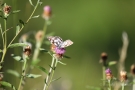 Schachbrett-Falter (Melanargia galathea)