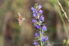 Taubenschwänzchen (Macroglossum stellatarum) an Natternkopf