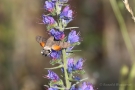 Taubenschwänzchen (Macroglossum stellatarum) an Natternkopf