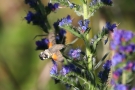 Taubenschwänzchen (Macroglossum stellatarum) an Natternkopf