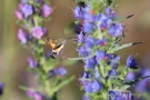 Taubenschwänzchen (Macroglossum stellatarum) an Natternkopf