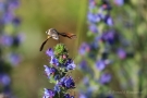 Taubenschwänzchen (Macroglossum stellatarum) an Natternkopf