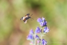 Taubenschwänzchen (Macroglossum stellatarum) an Natternkopf