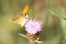 Braunkolbiger Braun-Dickkopffalter (Thymelicus sylvestris)