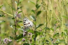 Mosel-Apollo (Parnassius apollo vinningensis)