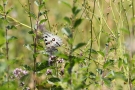 Mosel-Apollo (Parnassius apollo vinningensis)