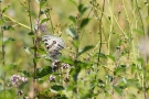 Mosel-Apollo (Parnassius apollo vinningensis)