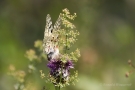 Mosel-Apollo (Parnassius apollo vinningensis)