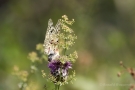 Mosel-Apollo (Parnassius apollo vinningensis)