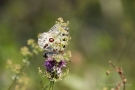 Mosel-Apollo (Parnassius apollo vinningensis)