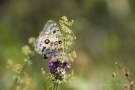 Mosel-Apollo (Parnassius apollo vinningensis)