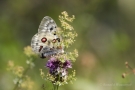 Mosel-Apollo (Parnassius apollo vinningensis)