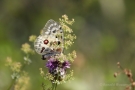 Mosel-Apollo (Parnassius apollo vinningensis)