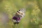 Mosel-Apollo (Parnassius apollo vinningensis)