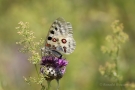 Mosel-Apollo (Parnassius apollo vinningensis)