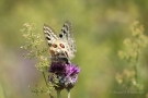 Mosel-Apollo (Parnassius apollo vinningensis)