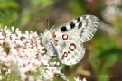 Mosel-Apollo (Parnassius apollo vinningensis)