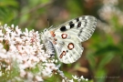 Mosel-Apollo (Parnassius apollo vinningensis)