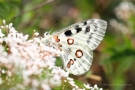 Mosel-Apollo (Parnassius apollo vinningensis)