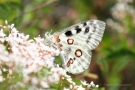 Mosel-Apollo (Parnassius apollo vinningensis)rg bei Valwig