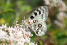 Mosel-Apollo (Parnassius apollo vinningensis)