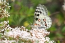 Mosel-Apollo (Parnassius apollo vinningensis)