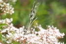 Mosel-Apollo (Parnassius apollo vinningensis)