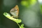 Kaisermantel (Argynnis paphia)