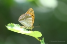 Kaisermantel (Argynnis paphia)