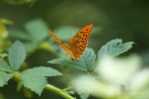 Kaisermantel (Argynnis paphia)