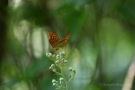 Kaisermantel (Argynnis paphia)