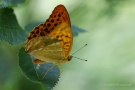 Kaisermantel (Argynnis paphia)