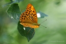 Kaisermantel (Argynnis paphia)