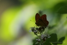 Kaisermantel (Argynnis paphia)