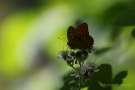 Kaisermantel (Argynnis paphia)