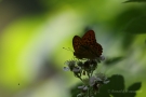 Kaisermantel (Argynnis paphia)