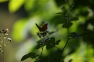 Kaisermantel (Argynnis paphia)