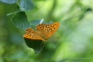 Kaisermantel (Argynnis paphia)