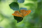 Kaisermantel (Argynnis paphia)