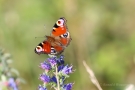 Tagpfauenauge (Nymphalis io) an Natternkopf (Echium vulgare)