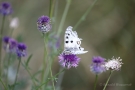 Mosel-Apollo (Parnassius apollo vinningensis)