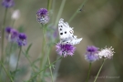 Mosel-Apollo (Parnassius apollo vinningensis)