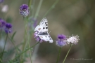 Mosel-Apollo (Parnassius apollo vinningensis)