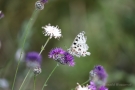 Mosel-Apollo (Parnassius apollo vinningensis)ig