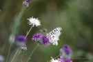 Mosel-Apollo (Parnassius apollo vinningensis)