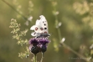 Mosel-Apollo (Parnassius apollo vinningensis)