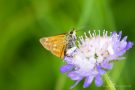 Komma-Dickkopffalter (Hesperia comma)