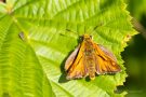 Komma-Dickkopffalter (Hesperia comma)