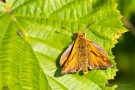 Komma-Dickkopffalter (Hesperia comma)